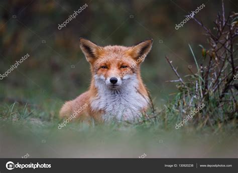 Wild Red Fox Stock Photo By ©pimleijen 130920238