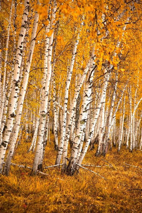 4th grade warm or cool birch trees. Autumn birch forest - Autumn birch forest in the forests ...