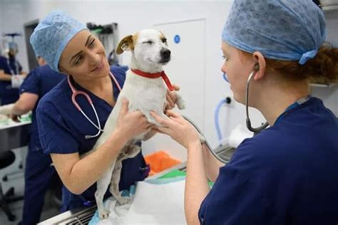 qualities   good veterinary doctor