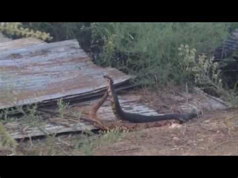 Copperheads are bulky snakes and reach up to about 3 feet in length in maturity. Cottonmouth and Copperhead Combat - ArrowHeads.com