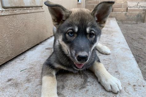 Siberian husky puppies is where you would get the best friend and companion you would find in a pet. Siberian Husky puppy for sale near Houston, Texas. | ccc8b5ee-4011