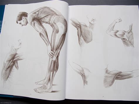 Anatomy Drawing School Human Animal Comparative Anatomy By András