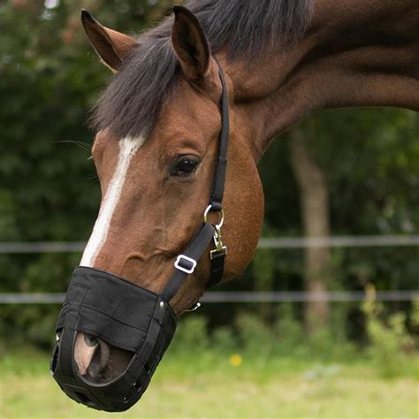 Best Grazing Muzzle For Horses Sekafoundry