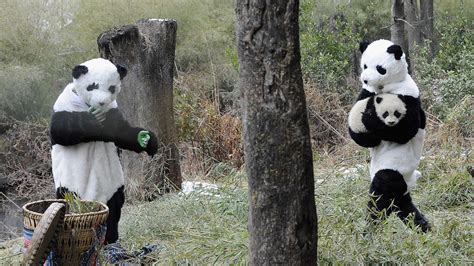 Saving The Pandas Means Dressing Like A Panda Racked