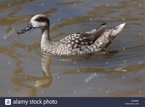 Marbled Duck Marmaronetta Angustirostris Also Known As The Marbled