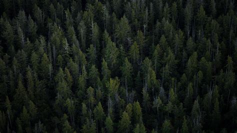 Download Aerial View Pine Trees 4k Forest Wallpaper