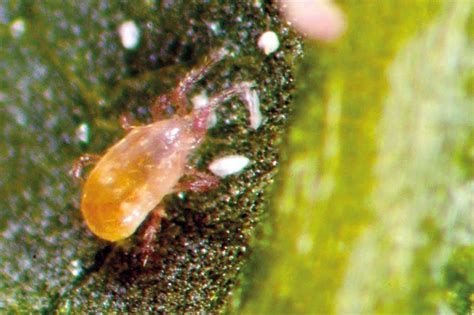 Predatory Mites In The Spotlight Horticulture Week
