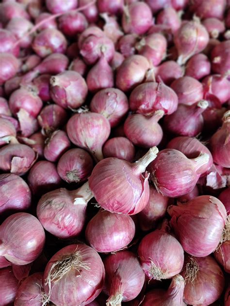 A Grade Maharashtra Onion Plastic Bag Onion Size Available Large Rs