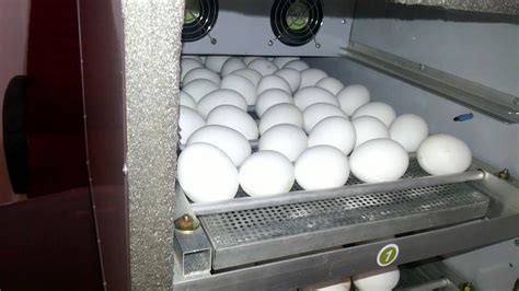 Powersol Fully Automatic Incubators For All Birds Egg Hatching Youtube