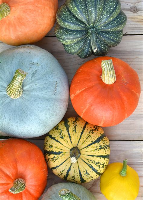 Varieties Of Squash A Z Guide With 60 Types