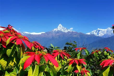 Lalupate Flowers In High Mountain Hills Asia Lovely View High