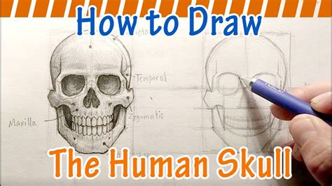 How To Draw A Human Skull Youtube