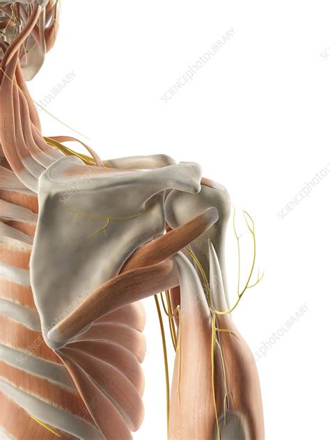 Shoulder muscles and nerves, artwork - Stock Image - F009/4167