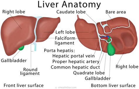 Liver Anatomy Location And Function Ehealthstar