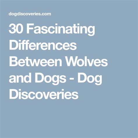 30 Fascinating Differences Between Wolves And Dogs Dog Discoveries