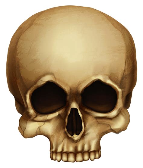 Skulls Skull Halloween Skull Free Clip Art