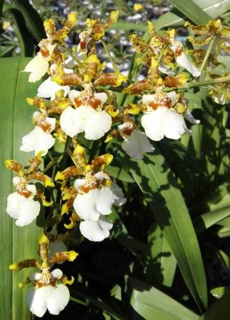 Buy Oncidium Yuan Nan Gold Online Fragrant Oncidium Orchid Plant