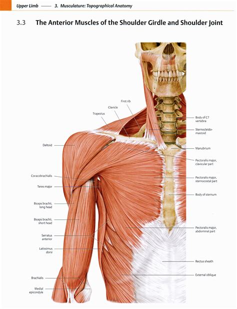 The resting tone of these muscles act to compress the humeral. Second February 2012 Trial Win! | Dwyer Williams Cherkoss ...