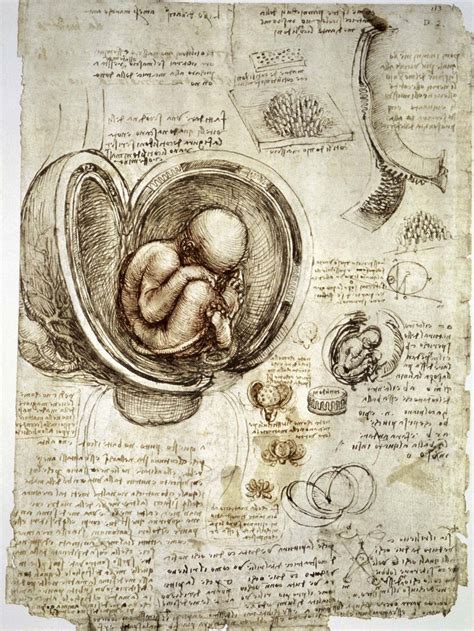 Leonardo Da Vinci Anatomy Art Science Britannica