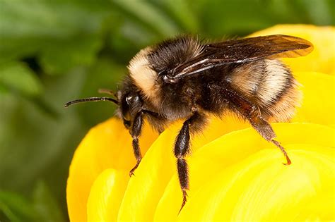 Lost Bumblebee Species Returning To Northwest Coast The Verge