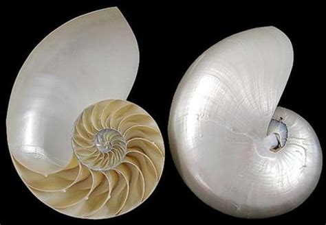 Nautilus Shells