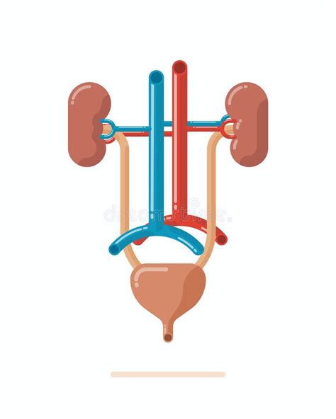 Human Urinary System Stock Image Illustration Of Simplified 36709397