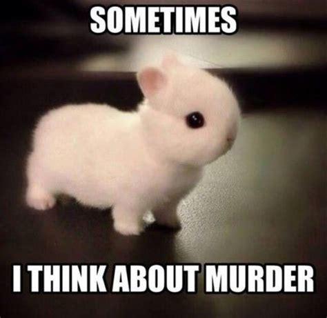 The 30 Best Bunny Rabbit Memes Hop To Pop