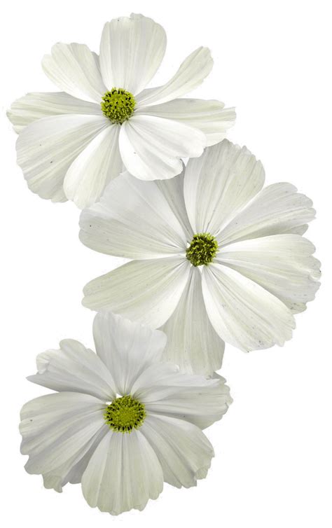 Three White Flowers With Green Centers On A White Background