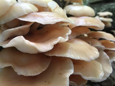 Growing Oyster Mushrooms In A Bucket Complete 5 Step Guide