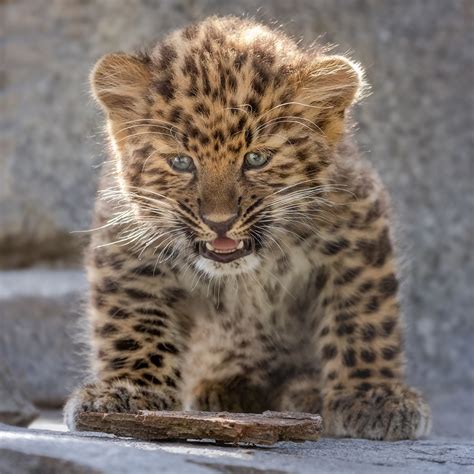 Beware The Little Leopard Amur Leopard Baby Animals Baby Animals