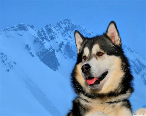 Alaskan Malamut Alaskan Malamute Winter Dog Snow Dogs