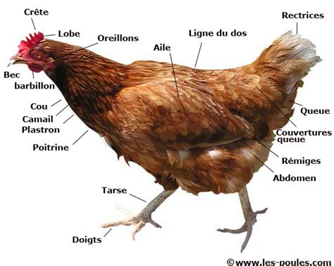 Anatomie Poule Chicken Anatomy Chicken Processing Best Egg Laying