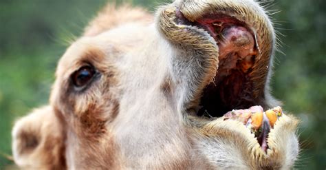 The events took place in the town of grosse tete, louisiana. This American Woman Bit A Camel's Testicles In Self Defense