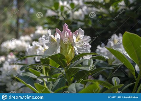 Rhododendron Madame Masson White Flowers With Yellow Dots In Bloom