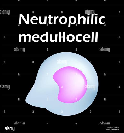 Estructura De Los Neutrófilos Neutrófilos De Células Sanguíneas