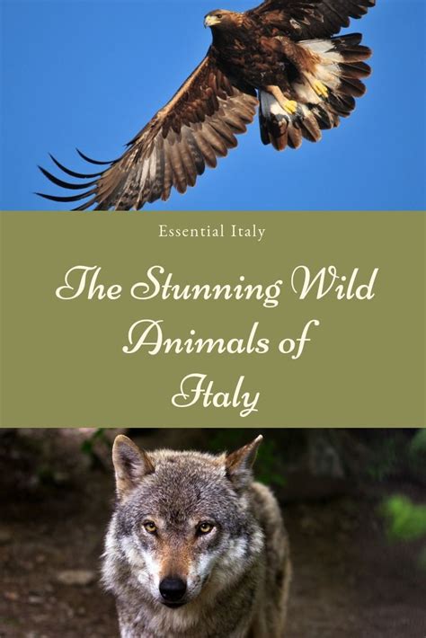 The Incredible Wild Animals Of Italy Essential Italy Animals Wild