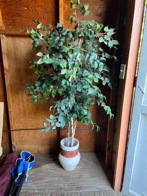 Bonsai Trees for sale in Joplin, Missouri | Facebook Marketplace