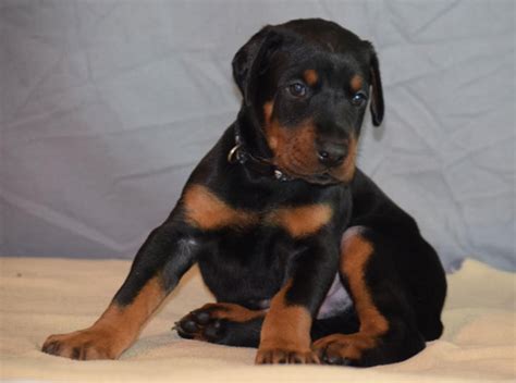 Find doberman pinschers for sale in rockford, il on oodle classifieds. Doberman Pinscher Puppies For Sale | Chicago, IL #271414