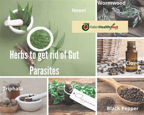 Parasite Cleanse Diet For Humans 21 Best Natural Remedies