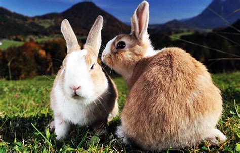 Cuántos Años Viven Los Conejos Sooluciona