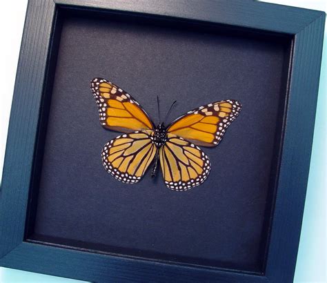 Framed Monarch Butterfly Danaus Plexippus Female Moonlight Display