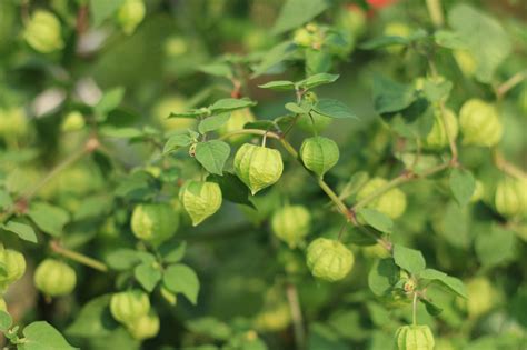 How To Grow Hundreds Of Ground Cherries