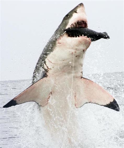 Lista 102 Foto Imágenes De Tiburones Para Imprimir Lleno
