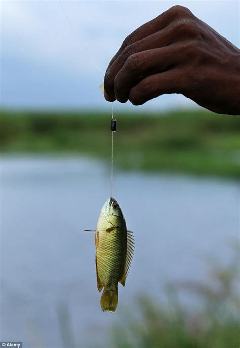 Aggressive Climbing Perch Fish That Can Walk On Dry Land On Its Way To