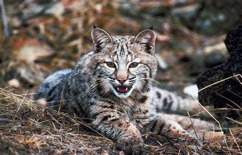 Wild cats in northern indiana. Injured Bobcat Kitten to Return to Indiana | 103.7 WDBR