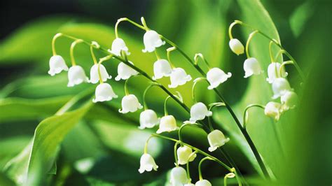 Each lily flower color signies different meaning like hope, birth, promise, faith, purity, passion, chastity, fertility, remembrance & transtioning. The meaning and symbolism of the word - «Lily Of The Valley»