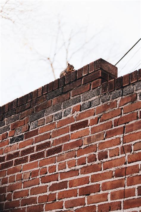 5 types of compound wall for your house or building: All you need to know