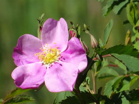Prairie Wild Rose Rosa Arkansana Porter Rmnp Pink Colorado