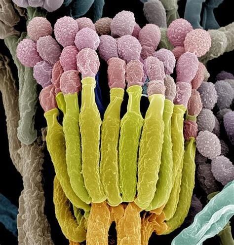 Unseen World On Twitter Microscopic Photography Stuffed Mushrooms Fungi