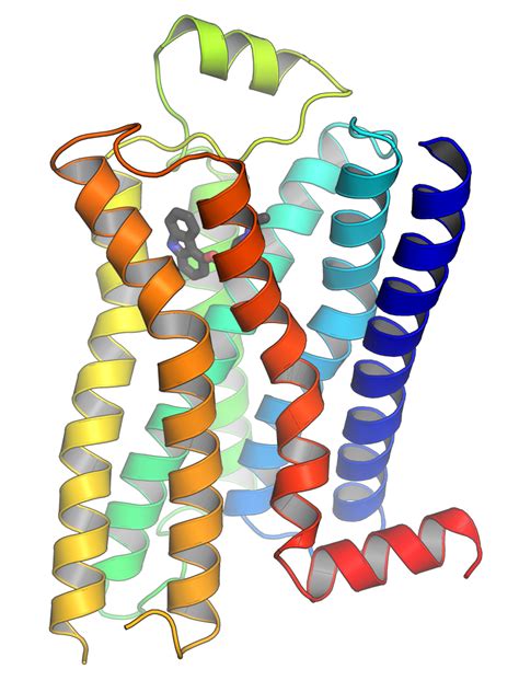 The term 7tm receptor is commonly used interchangeably with gpcr, although there are some receptors with seven transmembrane domains that do not signal through g proteins. G protein-coupled receptor - Wikipedia